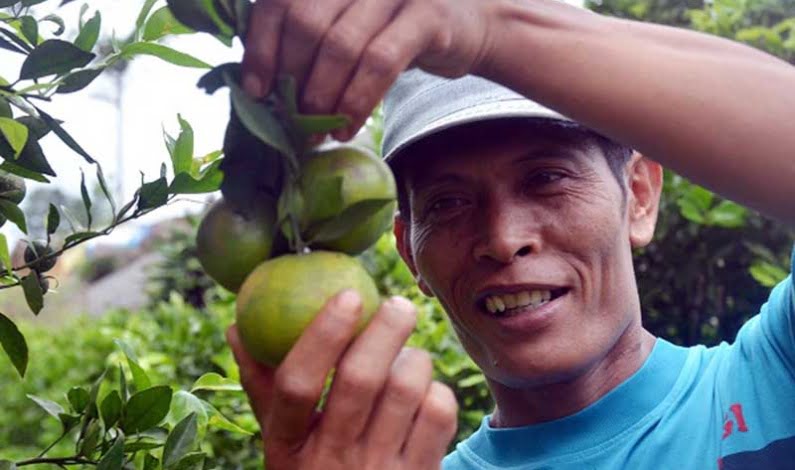 Perjuangan Para Petani Karo di Tengah Derasnya Banjir Impor Jeruk Perjuangan Para Petani Karo di Tengah Derasnya Banjir Impor Jeruk