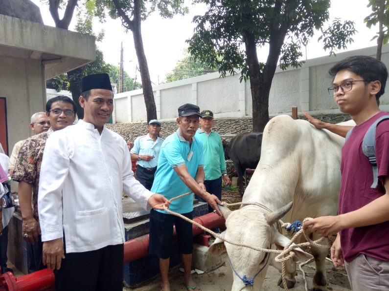 Sapi Brahman Dari Kementan Untuk Idul Adha 2017 - Telegraf