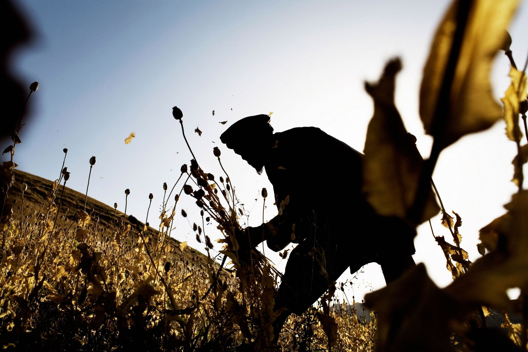 Photo Credit: Seorang petani Afghanistan mengumpulkan opium mentah saat dia bekerja di ladang opium di Distrik Khogyani, provinsi Nangarhar pada 29 April 2013. AFP/Getty Images/Noorullah Shirzada