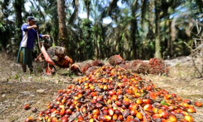 Petani mengumpulkan buah sawit hasil panen di perkebunan Mesuji Raya, Ogan Komering Ilir, Sumatera Selatan, Senin (9/5/2022). ANTARA/Budi Candra Setya