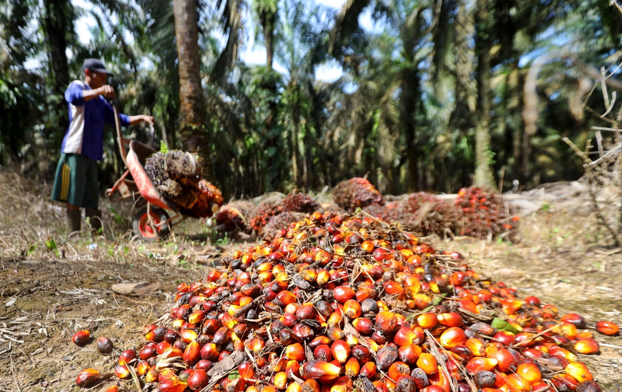 Petani mengumpulkan buah sawit hasil panen di perkebunan Mesuji Raya, Ogan Komering Ilir, Sumatera Selatan, Senin (9/5/2022). ANTARA/Budi Candra Setya
